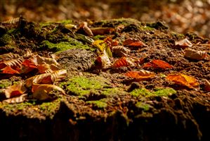 Shot along the River North Esk on the 