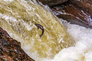 Wild Salmon running up the River Almond over Buchanty Spout in Perthshire.

Photography by Malcolm J Smith