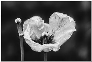 Random shot from a garden in Arbroath.
Processed in Photoshop Oil Paint Filters and Silver FX Pro2.

Photography by Malcolm J Smith