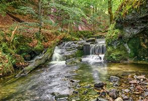 Taken after climbing up the falls, lovely little spot to sit and listen to birds singing and the water going over the falls (behind me)
Photography by Malcolm J Smith