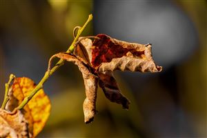 A simple leaf, yet inspiring many thoughts. As the winds chill and the days shorten, leaves around us curl, time for winter.