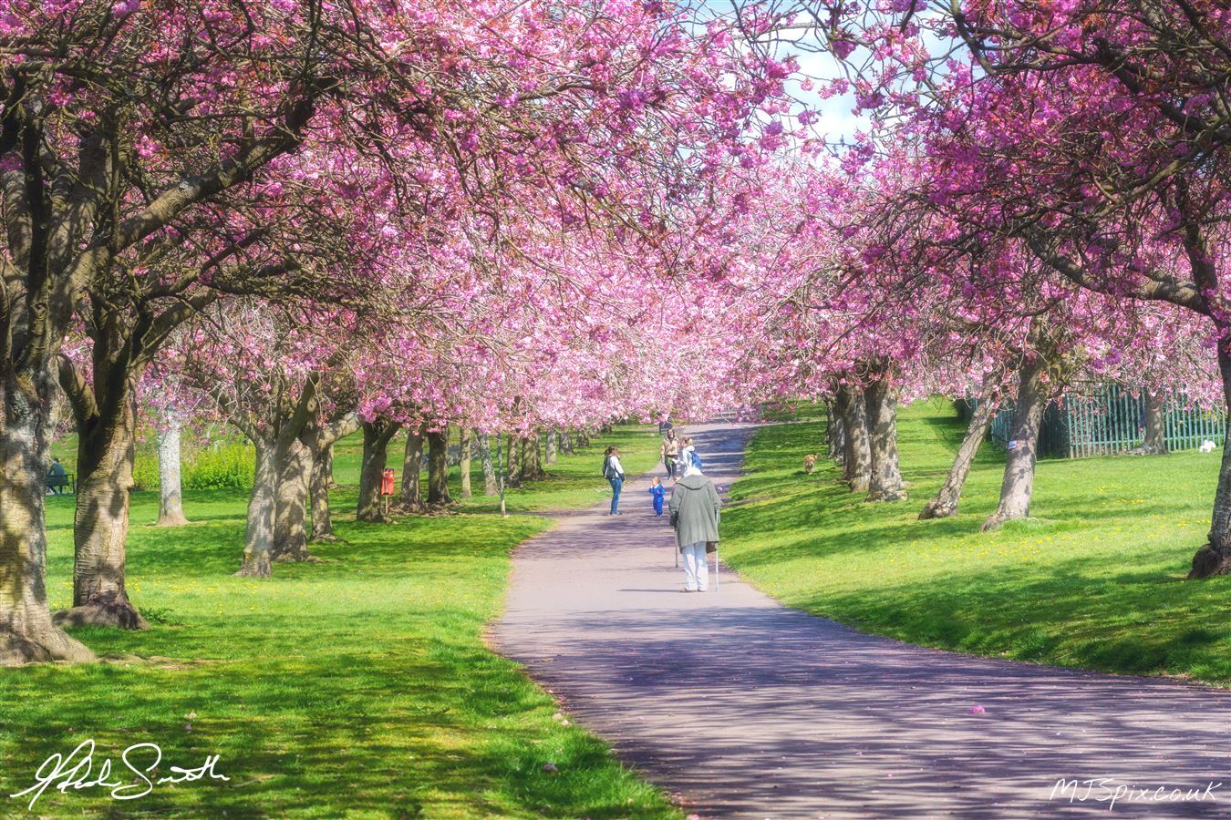 People out enjoying the May sunshine at Dawson Park while the Cherry Blossom is in bloom