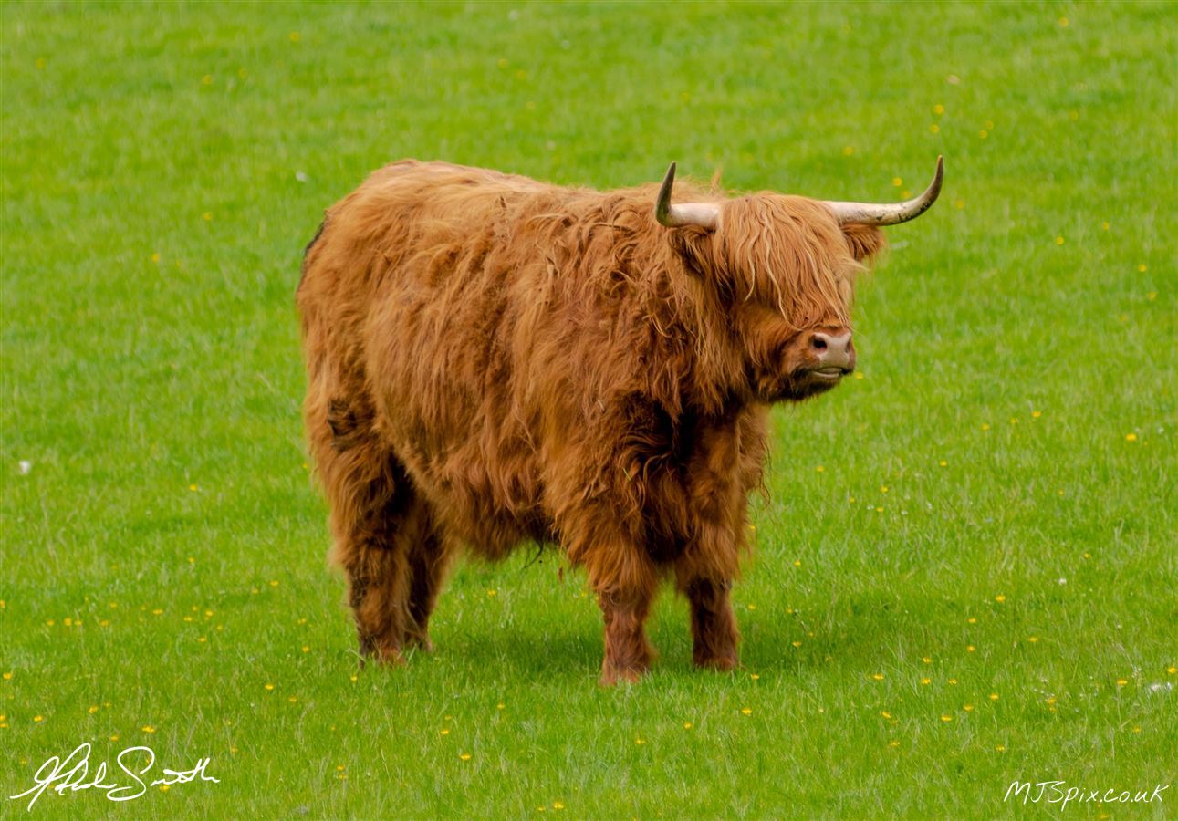 Highland Coo by Alyth