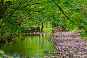 Den of Alyth Woodlands Walk